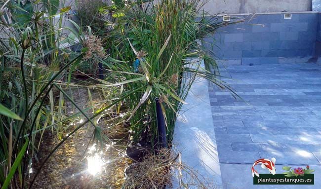 Construcción de un filtro biológico para una piscina ecológica 10 Filtro con plantas de piscina ecologica