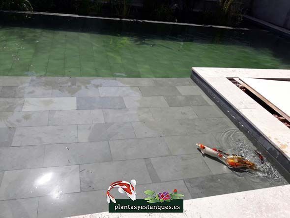Construcción de un filtro biológico para una piscina ecológica 11 Foto de peces nadando en una piscina ecologica en Torrelodones