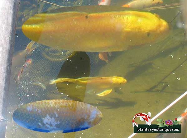 Koi con punto blanco 4 Koi curado de punto blanco