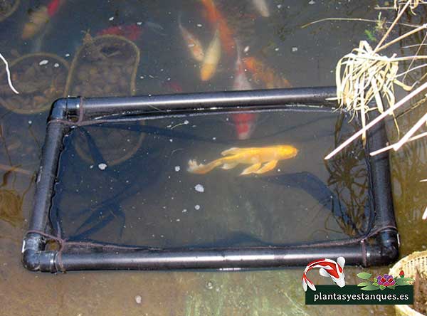Koi con punto blanco 3 koi en una jaula para medicarlo
