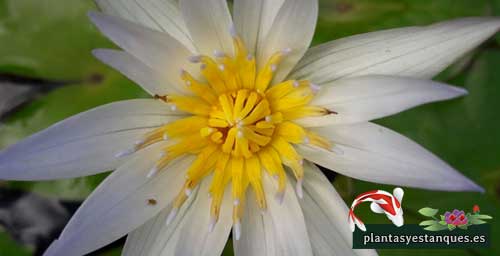 Variedades de nenúfares 3 Nymphaea Alba