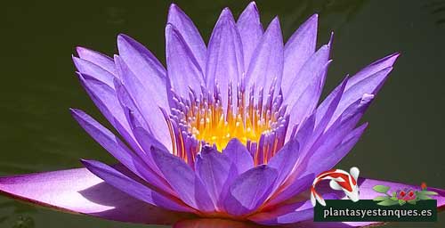Variedades de nenúfares 5 Nymphaea-Burgundy-Princess