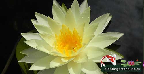 Variedades de nenúfares 6 Nymphaea Chromatella