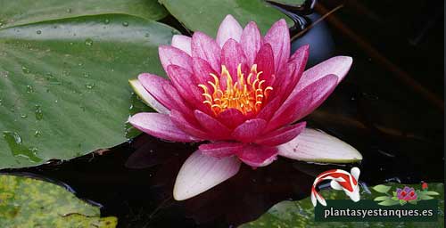 Variedades de nenúfares 8 Nymphaea Escarboucle