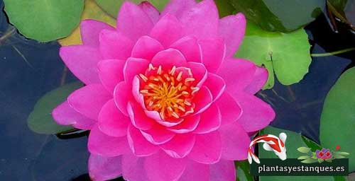 Variedades de nenúfares 9 Nymphaea-Fire-Opal