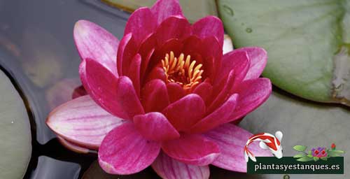 Variedades de nenúfares 10 Nymphaea James Brydon