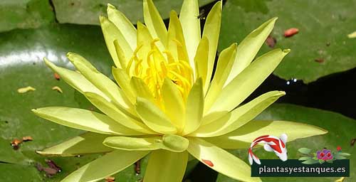 Variedades de nenúfares 11 Nymphaea Joey Tomocick