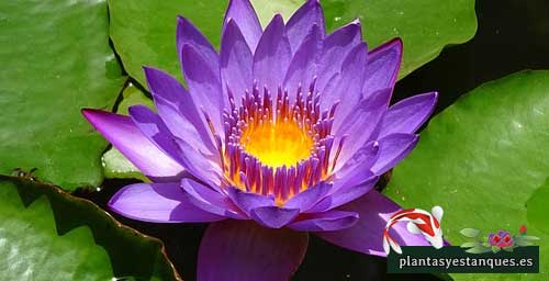 Variedades de nenúfares 12 Nymphaea Kind of the Blues