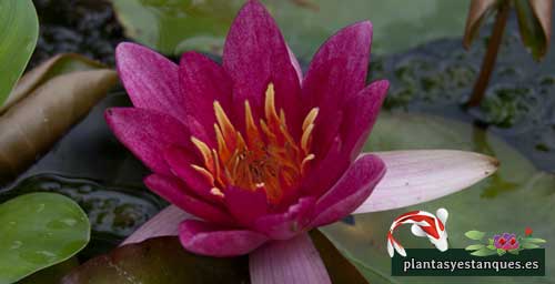 Variedades de nenúfares 14 Nymphaea Pygmea Rubra