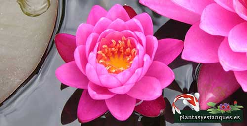 Variedades de nenúfares 15 Nymphaea Rose Arey