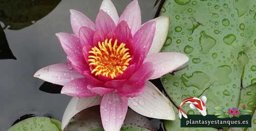 Variedades de nenúfares 16 Nymphaea Sioux