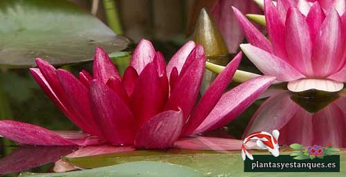 Variedades de nenúfares 4 Nymphaea atraction