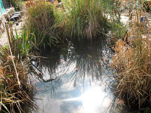 Cómo preparar un estanque para la primavera 2 estanque plantas recortadas