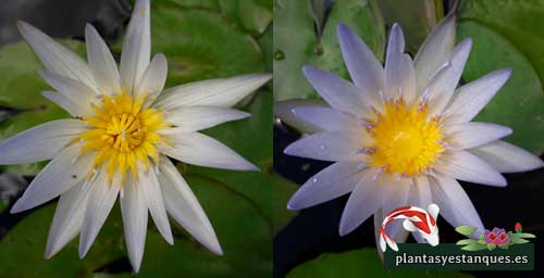 Los nenúfares 4 flores de nenufar