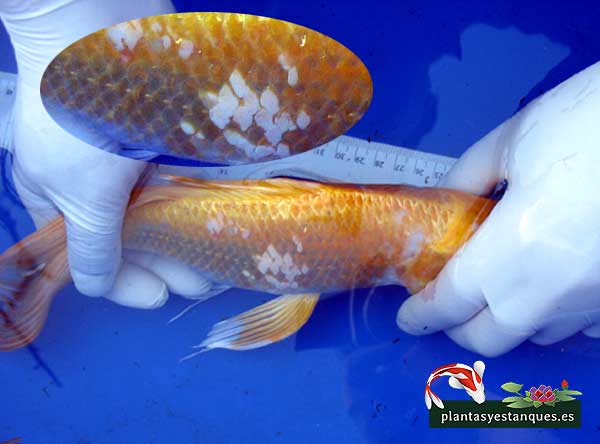 Koi con punto blanco 1 koi con punto blanco